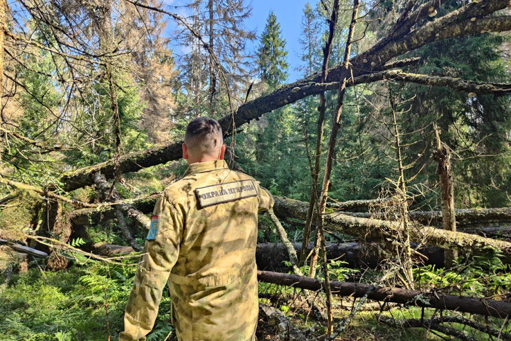 Лесопатологические обследования в лесах Ленобласти