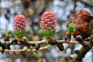 Памятник природы «Петровщинская лиственничная роща» - новая ООПТ