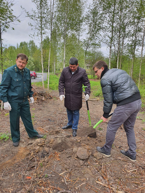 Антиповские дубы