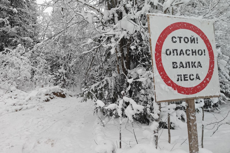 Приозерский район - комплексный подход к оздоровлению леса