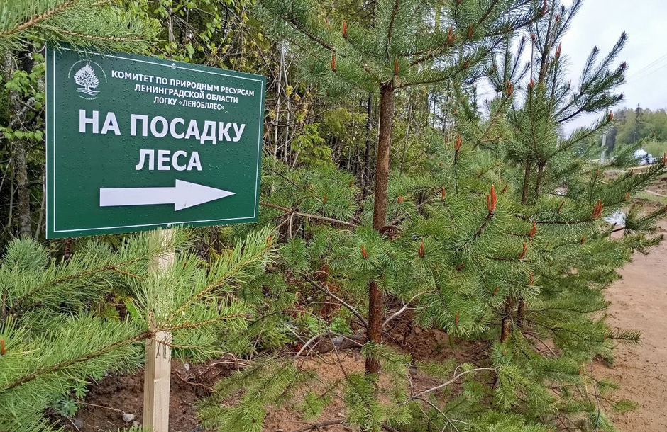 Посадка леса в рамках Всероссийской экологической акции «Сохраним лес»