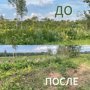 Борщевик