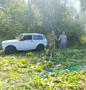 Борщевик