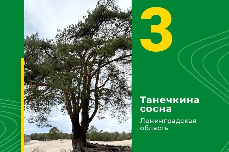 Ленобласть - в тройке победителей конкурса «Российское дерево года – 2026»