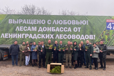 Донбасс получил 740 тысяч сеянцев сосны из Ленинградской области