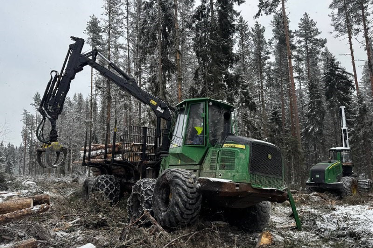 Санитарная рубка в лесах Ленобласти