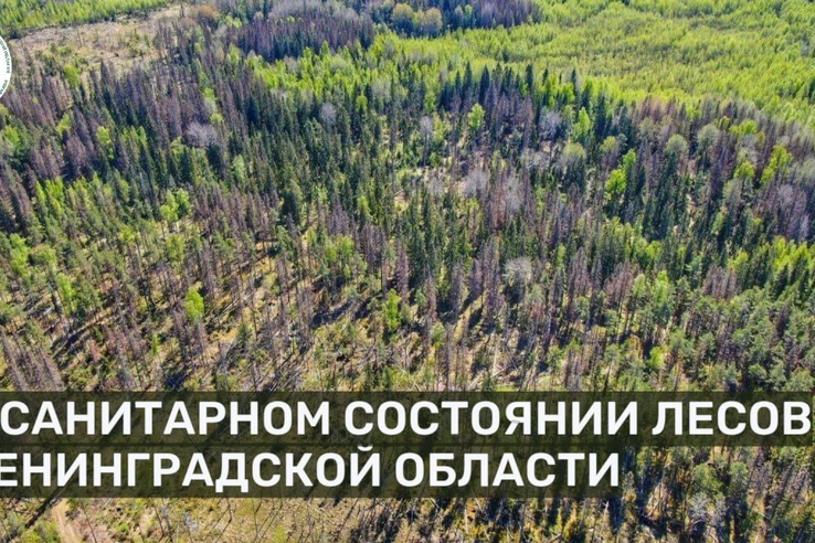 О санитарном состоянии лесов Ленинградской области