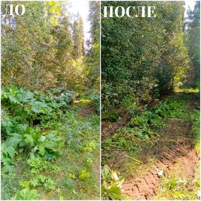 Борщевик