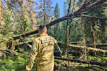 Лесопатологические обследования в лесах Ленобласти