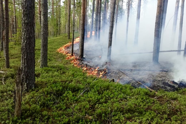 В области закрыт пожароопасный сезон