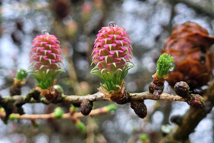 Памятник природы «Петровщинская лиственничная роща» - новая ООПТ
