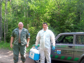 В лесах Ленинградской области продолжается вакцинация диких животных от бешенства