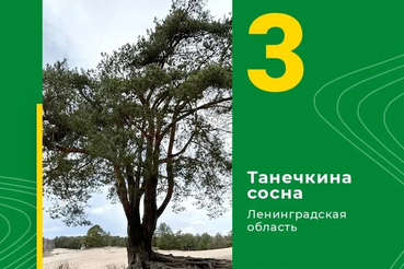 Ленобласть - в тройке победителей конкурса «Российское дерево года – 2026»