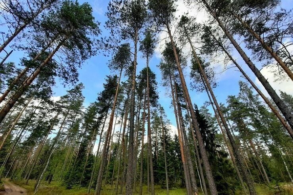 Обновление законодательства в сфере защиты лесов