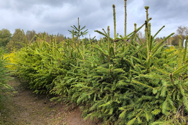 Досрочное завершение работ по нацпроекту «Экологическое благополучие»