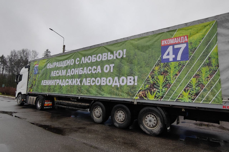 740 тысяч сеянцев сосны отправляет Ленобласть на Донбасс