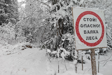 Приозерский район - комплексный подход к оздоровлению леса