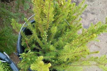 Итоги лесовосстановления в Ленобласти за 2025 год