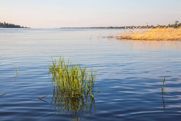 Создана охранная зона памятника природы «Нижневолховский»