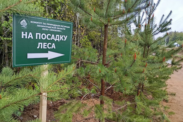Итоги проведения акций по посадкам леса за весну 2025