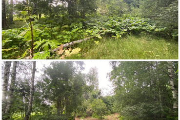 В Ленинградской области продолжаются активные мероприятия по борьбе с борщевиком Сосновского