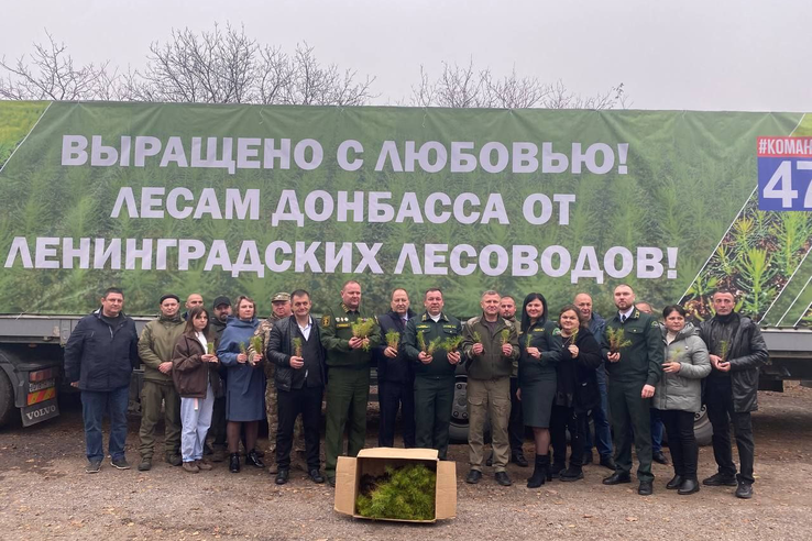 Донбасс получил 740 тысяч сеянцев сосны из Ленинградской области