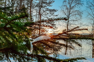 Новогодняя ель в каждый дом