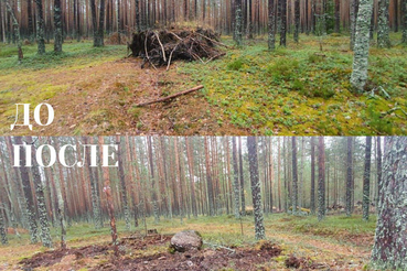 Масштабная уборка в лесах Ленобласти