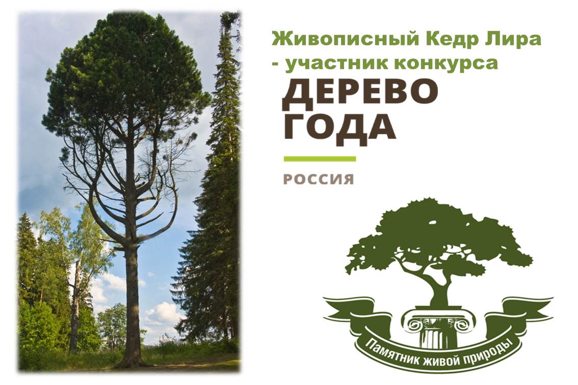 Поддержим нашего участника Всероссийского конкурса «Российское дерево года  – 2023»