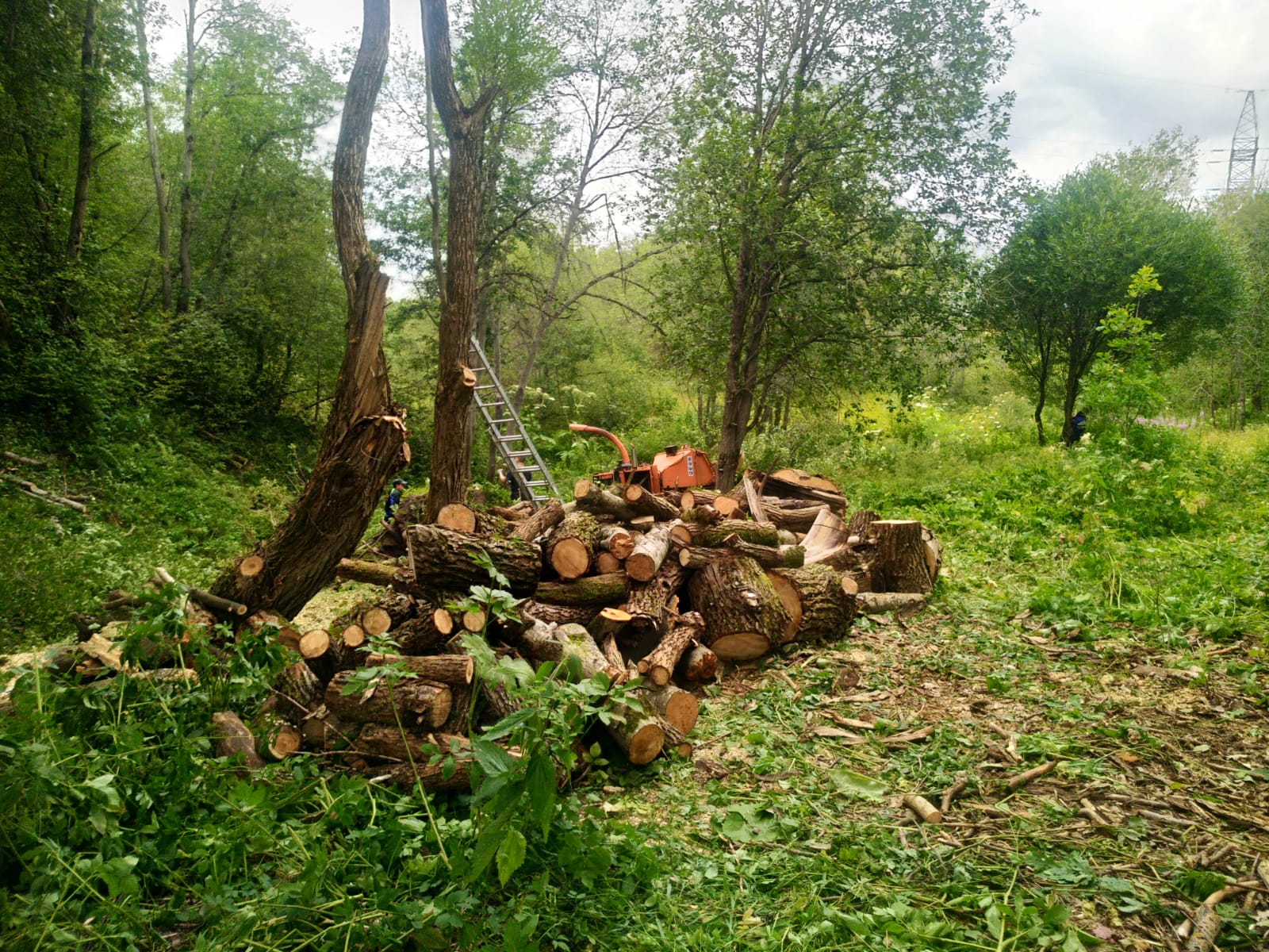 Для волховчан дрова бесплатные.